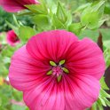 Malope trifida